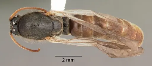 Neivamyrmex carolinensis specimen CASENT0104129 image casent0104129_1