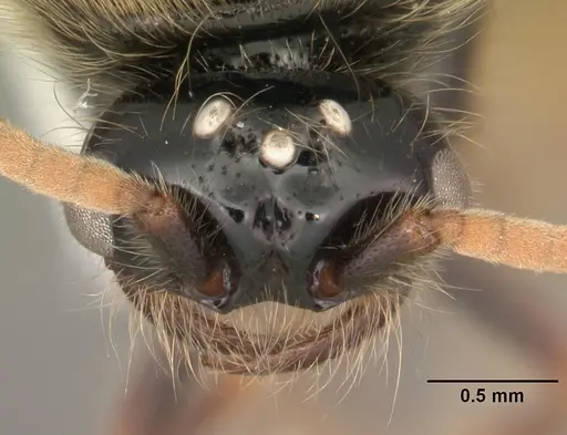 Neivamyrmex carolinensis specimen CASENT0104129 image casent0104129_2