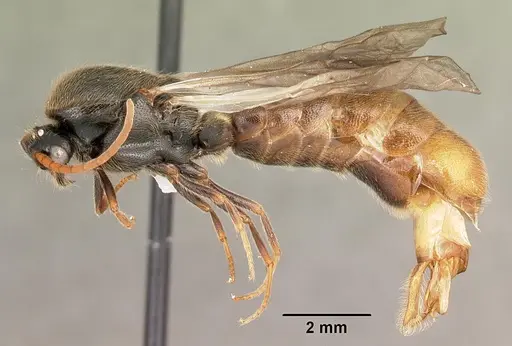 Neivamyrmex carolinensis specimen CASENT0104129 image casent0104129_3