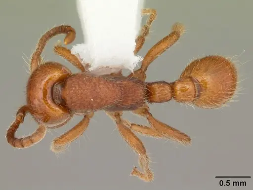 Neivamyrmex carolinensis specimen CASENT0104130 image casent0104130_1