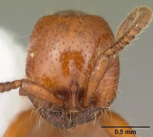 Neivamyrmex carolinensis specimen CASENT0104130 image casent0104130_2