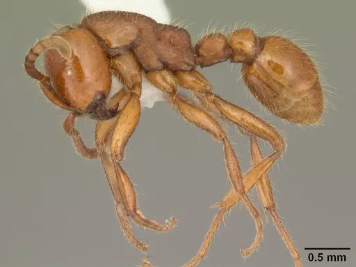 Neivamyrmex carolinensis specimen CASENT0104130 image casent0104130_3