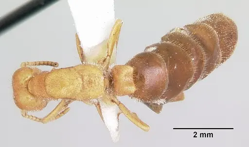 Neivamyrmex carolinensis specimen CASENT0104856 image casent0104856_1