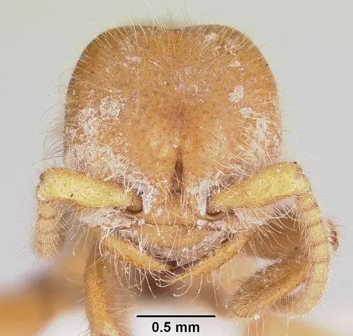 Neivamyrmex carolinensis specimen CASENT0104856 image casent0104856_2