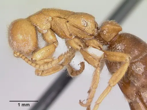 Neivamyrmex carolinensis specimen CASENT0104856 image casent0104856_3