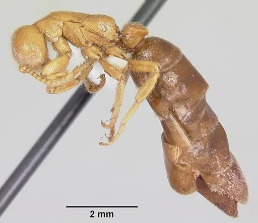 Neivamyrmex carolinensis specimen CASENT0104856 image casent0104856_4