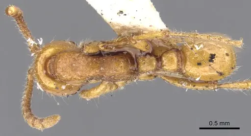Neivamyrmex carolinensis specimen CASENT0902643 image casent0902643_1