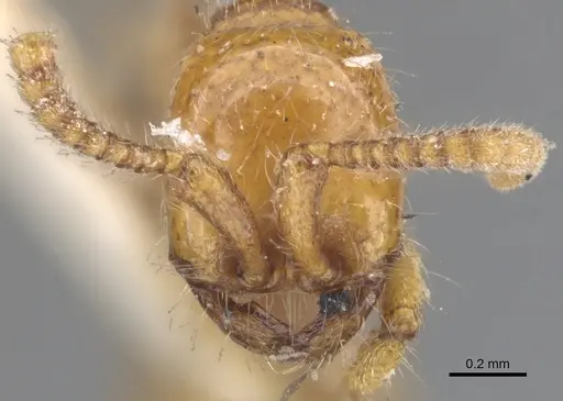 Neivamyrmex carolinensis specimen CASENT0902643 image casent0902643_2