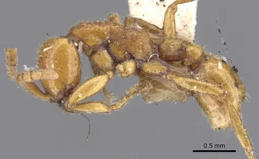 Neivamyrmex carolinensis specimen CASENT0902643 image casent0902643_3