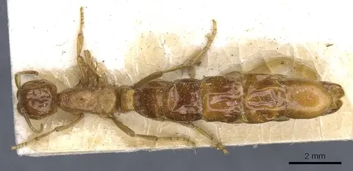 Neivamyrmex carolinensis specimen CASENT0905954 image casent0905954_1
