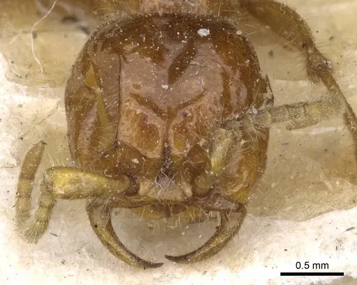 Neivamyrmex carolinensis specimen CASENT0905954 image casent0905954_2