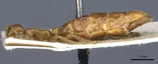 Neivamyrmex carolinensis specimen CASENT0905954 image casent0905954_3