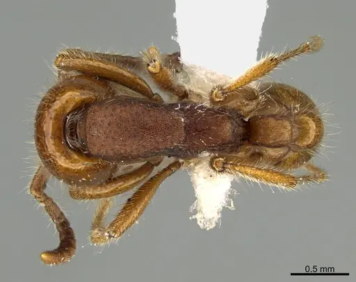 Neivamyrmex carolinensis specimen CASENT0923616 image casent0923616_1