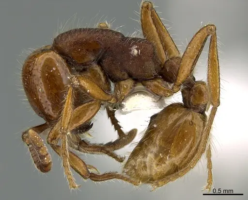 Neivamyrmex carolinensis specimen CASENT0923616 image casent0923616_3