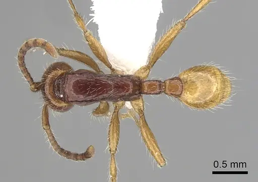 Neivamyrmex chamelensis specimen CASENT0249477 image casent0249477_1