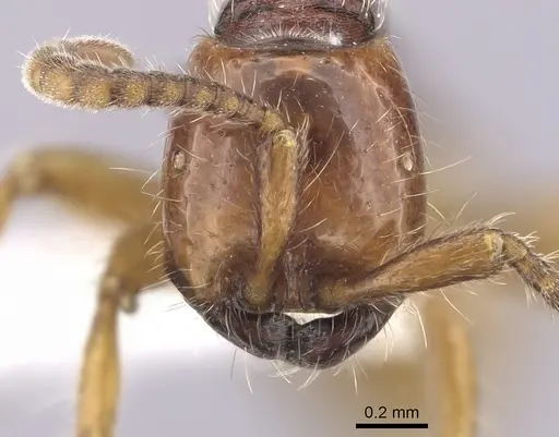 Neivamyrmex chamelensis specimen CASENT0249477 image casent0249477_2