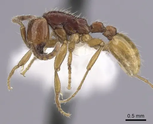 Neivamyrmex chamelensis specimen CASENT0249477 image casent0249477_3