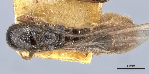 Neivamyrmex cloosae specimen CASENT0905955 image casent0905955_1
