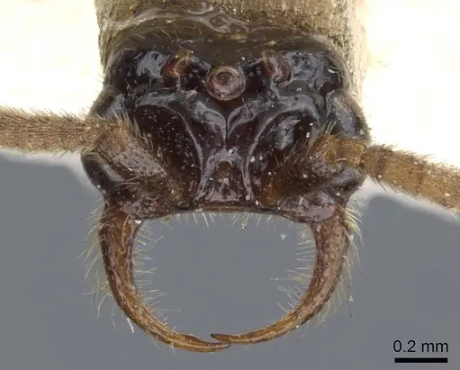Neivamyrmex cloosae specimen CASENT0905955 image casent0905955_2