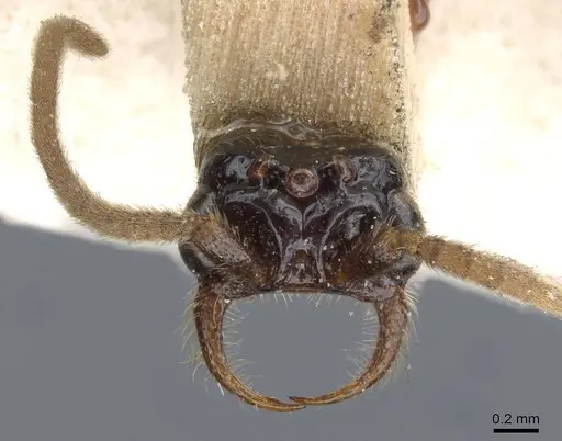 Neivamyrmex cloosae specimen CASENT0905955 image casent0905955_3