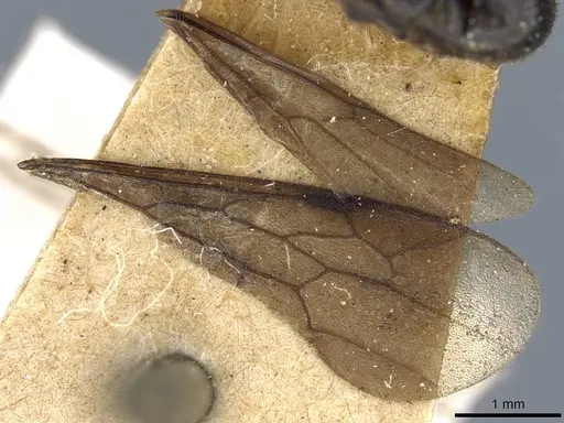Neivamyrmex cloosae specimen CASENT0905955 image casent0905955_5