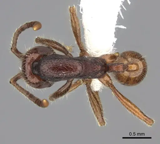Neivamyrmex compressinodis specimen CASENT0609675 image casent0609675_1