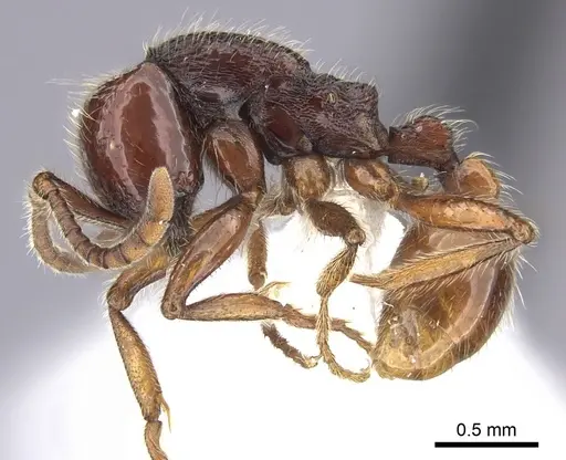 Neivamyrmex compressinodis specimen CASENT0609675 image casent0609675_3