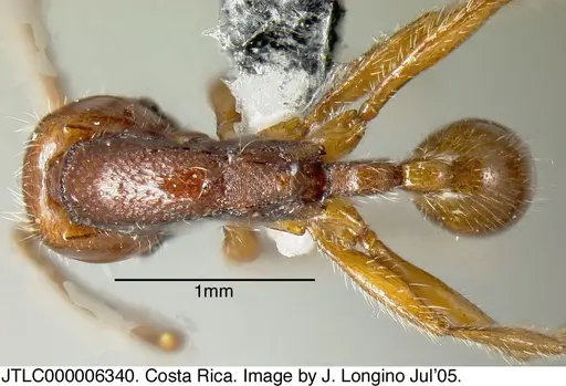 Neivamyrmex compressinodis specimen JTLC000006340 image jtlc000006340_1