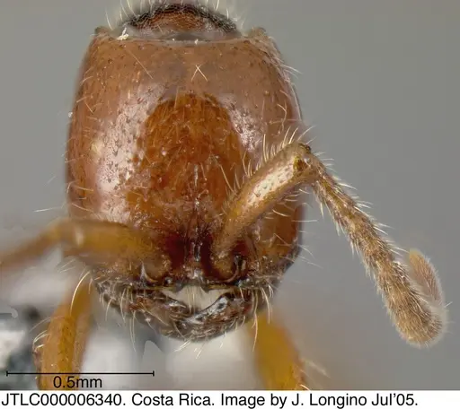 Neivamyrmex compressinodis specimen JTLC000006340 image jtlc000006340_2
