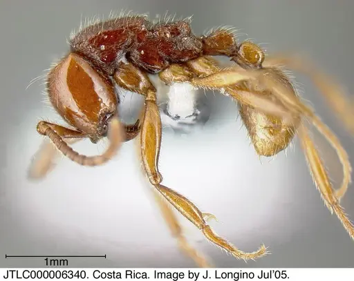 Neivamyrmex compressinodis specimen JTLC000006340 image jtlc000006340_3