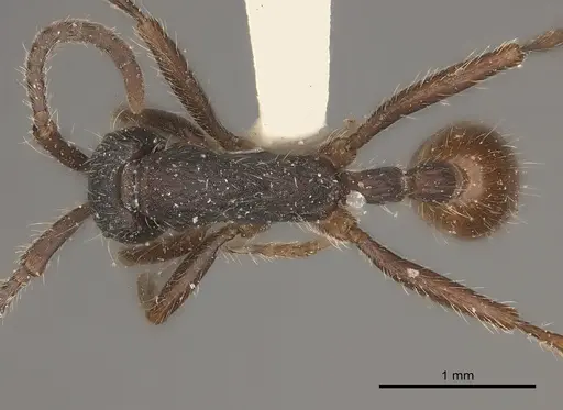 Neivamyrmex cornutus specimen CASENT0217475 image casent0217475_1