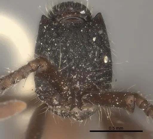 Neivamyrmex cornutus specimen CASENT0217475 image casent0217475_2