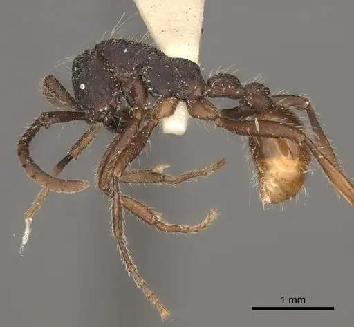 Neivamyrmex cornutus specimen CASENT0217475 image casent0217475_3