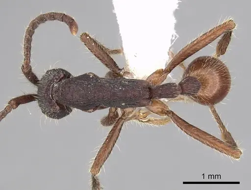Neivamyrmex cornutus specimen CASENT0249478 image casent0249478_1