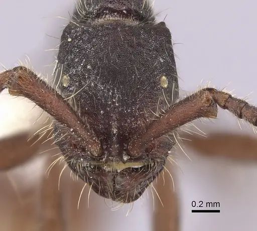 Neivamyrmex cornutus specimen CASENT0249478 image casent0249478_2