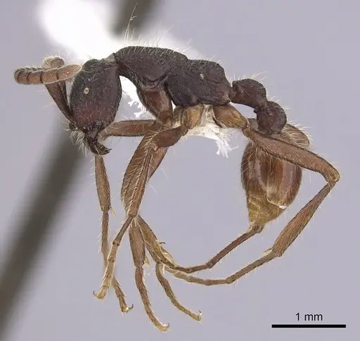 Neivamyrmex cornutus specimen CASENT0249478 image casent0249478_3
