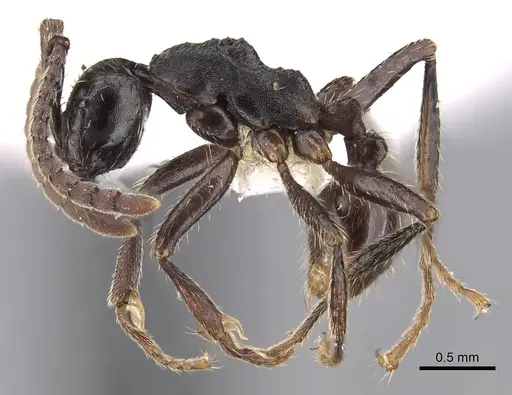 Neivamyrmex cristatus specimen CASENT0281947 image casent0281947_3