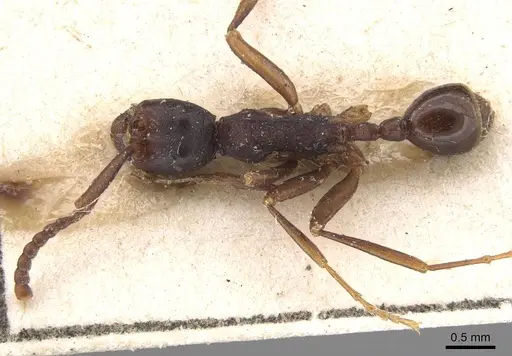 Neivamyrmex cristatus specimen CASENT0915347 image casent0915347_1