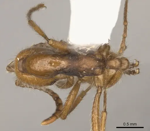 Neivamyrmex curvinotus specimen CASENT0217476 image casent0217476_1