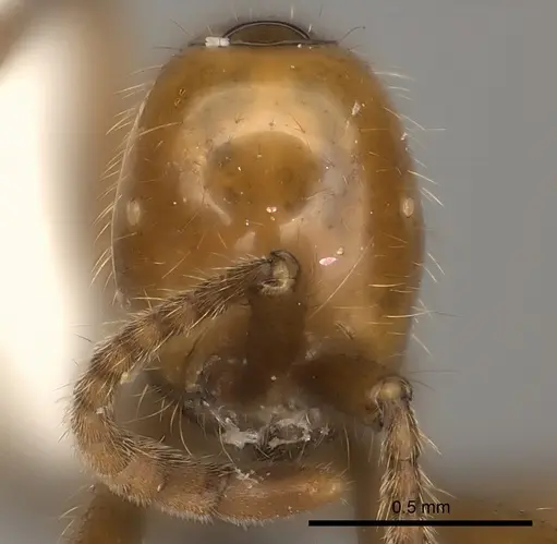 Neivamyrmex curvinotus specimen CASENT0217476 image casent0217476_2