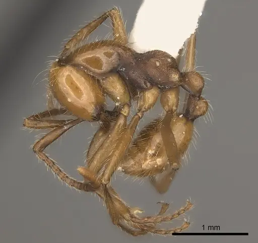Neivamyrmex curvinotus specimen CASENT0217476 image casent0217476_3