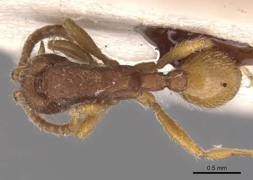 Neivamyrmex densepunctatus specimen CASENT0905729 image casent0905729_1