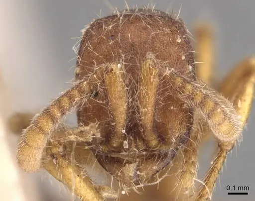Neivamyrmex densepunctatus specimen CASENT0905729 image casent0905729_2