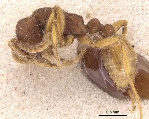 Neivamyrmex densepunctatus specimen CASENT0905729 image casent0905729_3