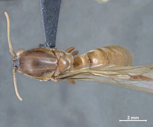 Neivamyrmex detectus specimen DZUP549840 image dzup549840_1