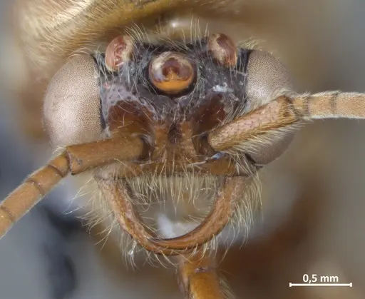 Neivamyrmex detectus specimen DZUP549840 image dzup549840_2