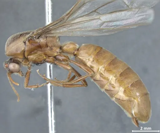 Neivamyrmex detectus specimen DZUP549840 image dzup549840_3