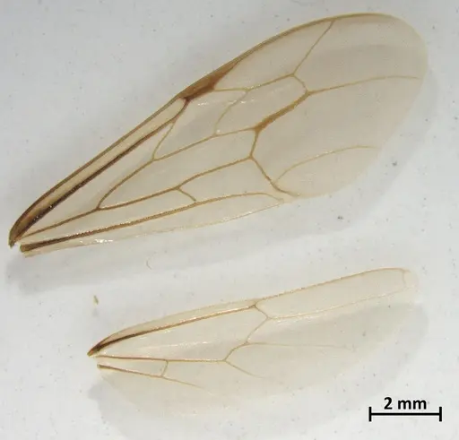 Neivamyrmex detectus specimen DZUP549840 image dzup549840_4