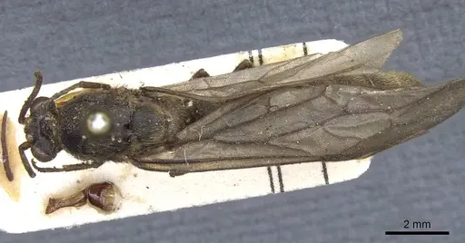 Neivamyrmex diabolus specimen CASENT0905956 image casent0905956_1