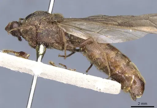 Neivamyrmex diabolus specimen CASENT0905956 image casent0905956_3